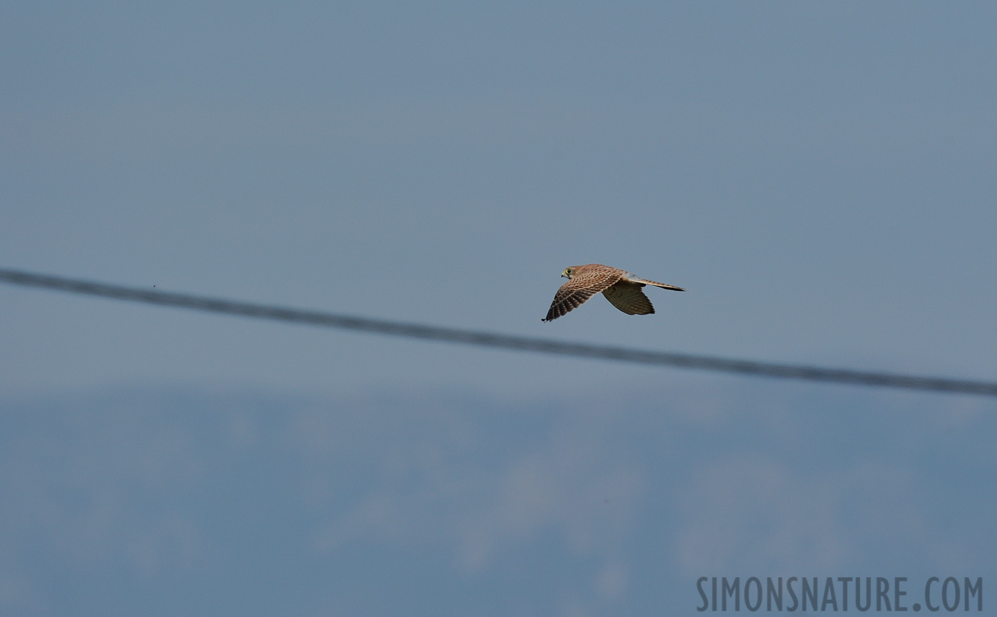 Falco tinnunculus tinnunculus [550 mm, 1/2000 Sek. bei f / 8.0, ISO 400]